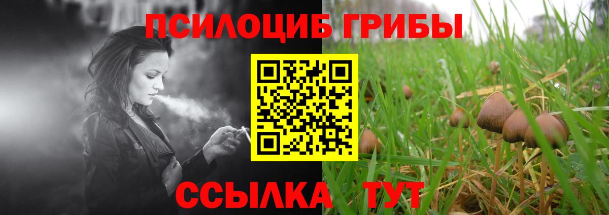 Псилоцибиновые грибы Cubensis  Ефремов  Галлюциногенные грибы Cubensis 